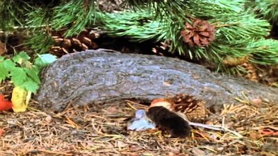 Wild America Season 4 Episode 2