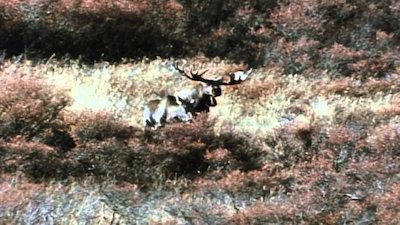 Wild America Season 3 Episode 1