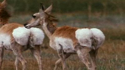 Wild America Season 8 Episode 5