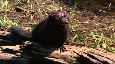 Wild America Season 7 Episode 5