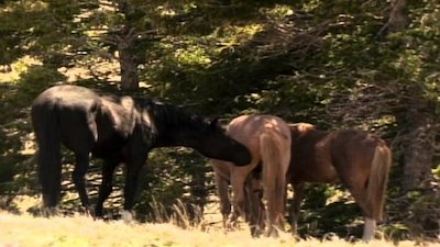 Wild America Season 7 Episode 10