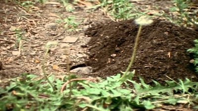 Wild America Season 3 Episode 2