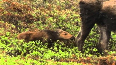 Wild America Season 3 Episode 7