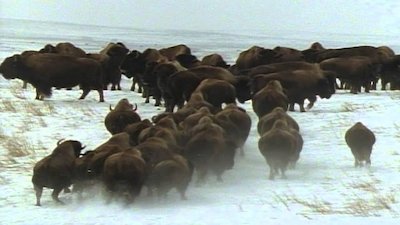 Wild America Season 3 Episode 9