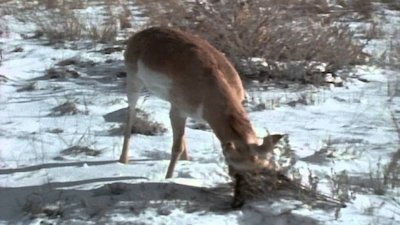 Wild America Season 3 Episode 3