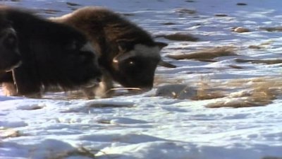 Wild America Season 3 Episode 5