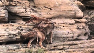 Wild America Season 8 Episode 9