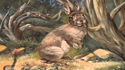 Wild America Season 10 Episode 3