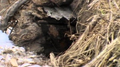 Wild America Season 11 Episode 9