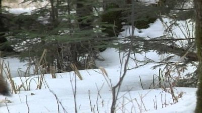 Wild America Season 11 Episode 7