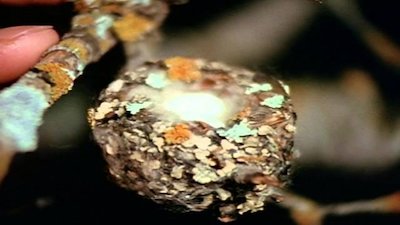 Wild America Season 2 Episode 5