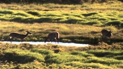 Wild America Season 8 Episode 6