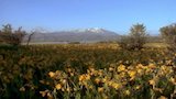 Zoom in on Wildflowers