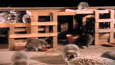 Wild America Season 12 Episode 1