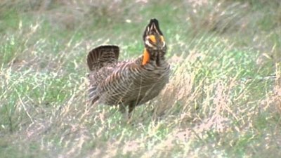 Wild America Season 12 Episode 6