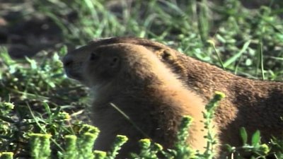 Wild America Season 12 Episode 5