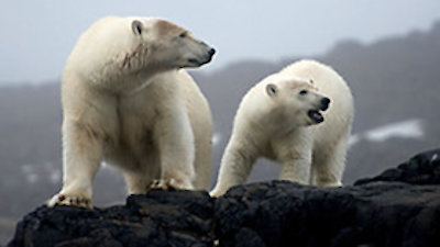 The Polar Bear Family and Me Season 1 Episode 3