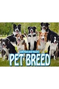 Pet Breed