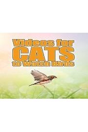 Videos for Cats to Watch Birds