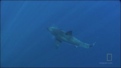 Expedition Great White Season 1 Episode 4