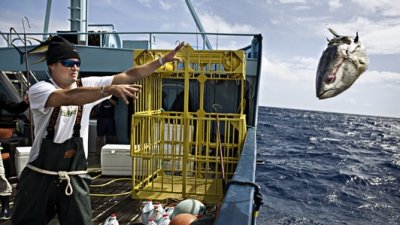 Expedition Great White Season 1 Episode 5