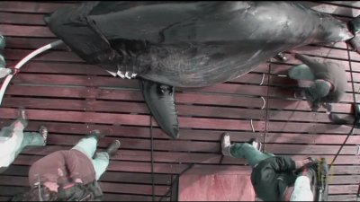 Expedition Great White Season 1 Episode 8
