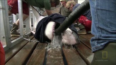 Expedition Great White Season 1 Episode 9