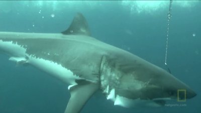 Expedition Great White Season 1 Episode 10