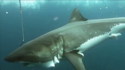 Expedition Great White Season 1 Episode 11