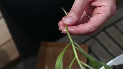 Gardeners' World Season 1 Episode 20