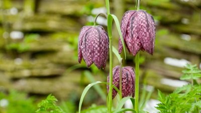 Gardeners' World Season 50 Episode 6