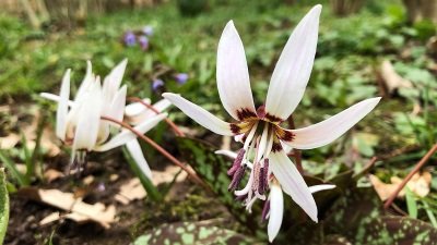 Gardeners' World Season 50 Episode 8