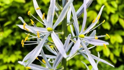 Gardeners' World Season 50 Episode 9