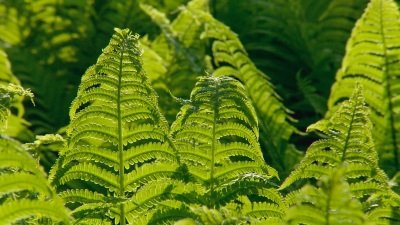 Gardeners' World Season 50 Episode 10