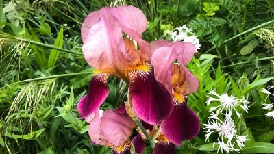 Gardeners' World Season 50 Episode 11