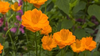 Gardeners' World Season 50 Episode 12