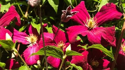 Gardeners' World Season 50 Episode 15