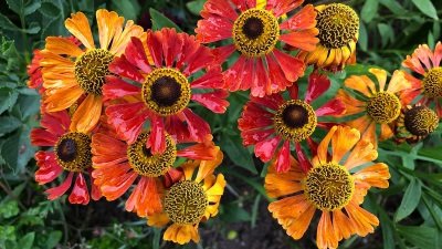 Gardeners' World Season 50 Episode 17