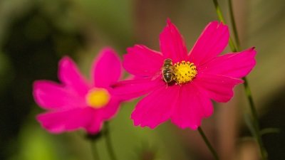 Gardeners' World Season 50 Episode 18