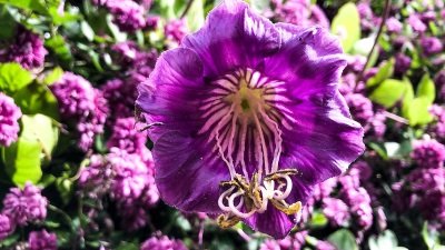 Gardeners' World Season 50 Episode 21