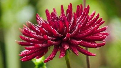 Gardeners' World Season 50 Episode 22