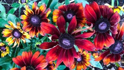 Gardeners' World Season 50 Episode 23