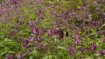 Gardeners' World Season 50 Episode 27