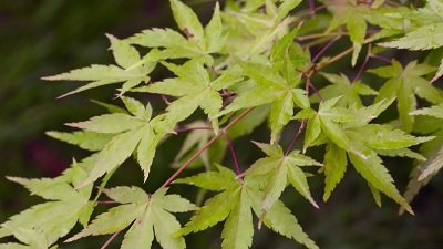 Gardeners' World Season 50 Episode 29