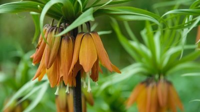 Gardeners' World Season 51 Episode 5