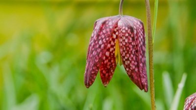 Gardeners' World Season 51 Episode 6