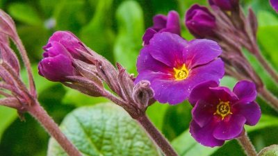 Gardeners' World Season 51 Episode 7