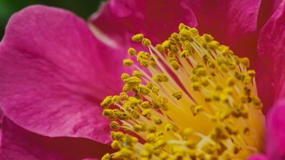 Gardeners' World Season 51 Episode 9