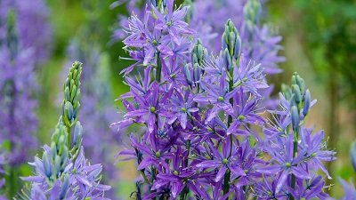 Gardeners' World Season 51 Episode 10