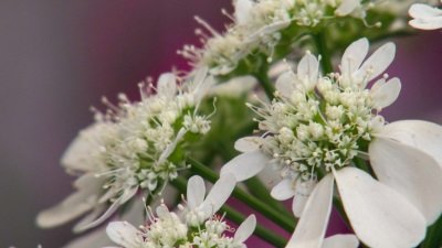 Gardeners' World Season 51 Episode 11